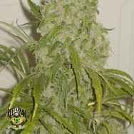 Reeferman Seeds Love Potion 1.1(Next Generation)